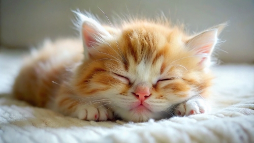 Munchkin Cat cute kitten sleeping 27feb24 (3)