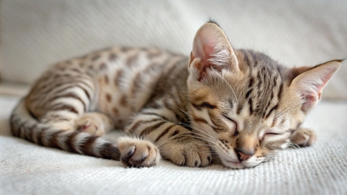 Ocicat cute kitten sleeping 26feb2024 (11)