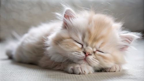 Persian Cat cute kitten sleeping 27feb2024 (4)
