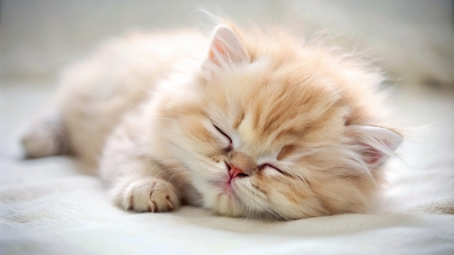 Persian Cat cute kitten sleeping 27feb2024 (5)