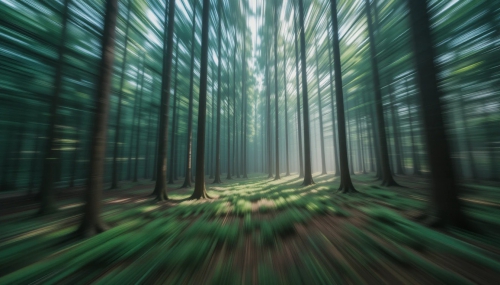 Pine Forest Picture Background Wallpapers  16042025 (8)