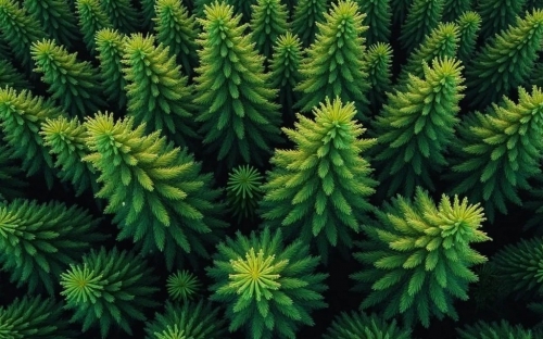 Pine Forest Picture Background Wallpapers  gfhdfgh (17)
