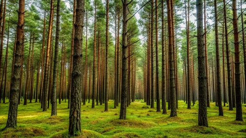 Pine Forest Picture Background Wallpapers