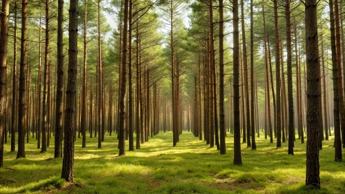 Pine Forest Picture Background Wallpapers