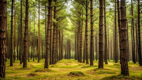 Pine Forest Picture Background Wallpapers