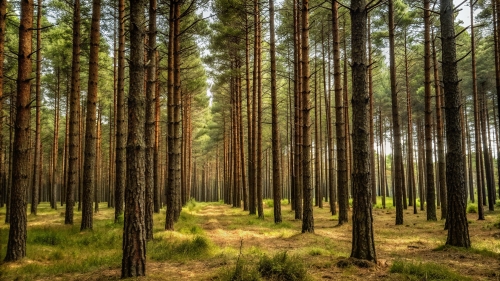 Pine Forest Picture Background Wallpapers