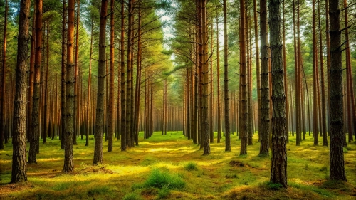 Pine Forest Picture Background Wallpapers