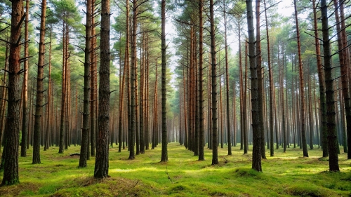 Pine Forest Picture Background Wallpapers
