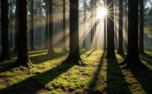 Pine Forest Picture Background Wallpapers Free images 27032025 (46)