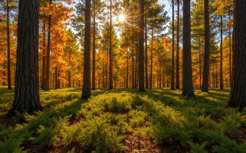 Pine Forest Picture Background Wallpapers Free images 27032025 (52)