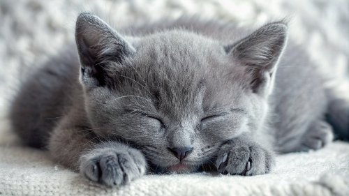 Russian Blue cute kitten sleeping 25feb24 (3)