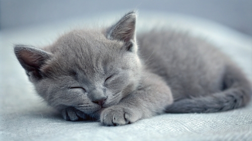 Russian Blue cute kitten sleeping 25feb24 (9)