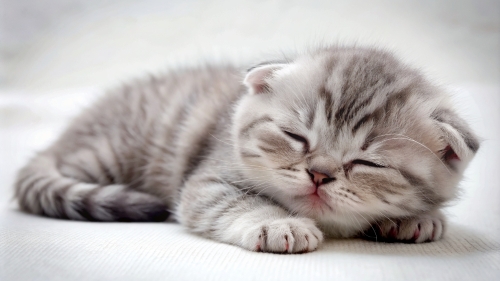 Scottish fold cute kitten sleeping 25feb24 (12)