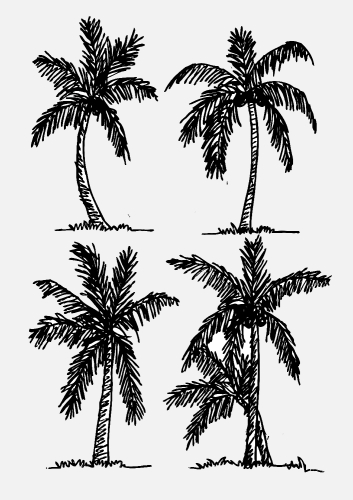 set of palm tree Tropical palm trees, black silhouettes backgrou