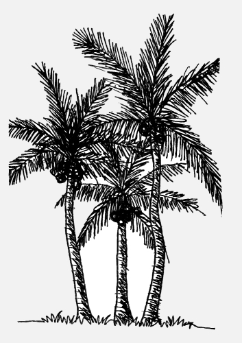 set of palm tree Tropical palm trees, black silhouettes backgrou