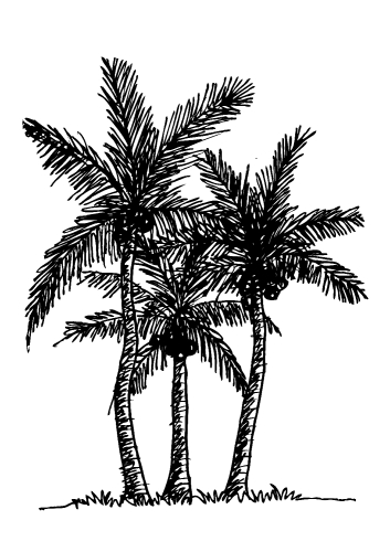 set of palm tree Tropical palm trees, black silhouettes backgrou