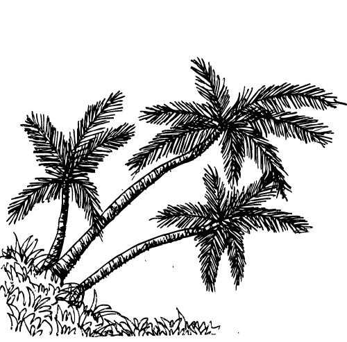 set of palm tree Tropical palm trees, black silhouettes backgrou