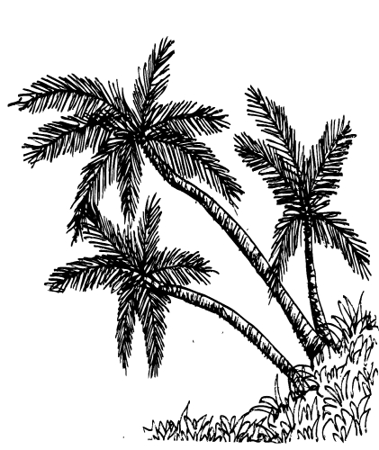 set of palm tree Tropical palm trees, black silhouettes backgrou