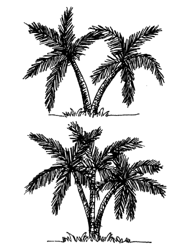 set of palm tree Tropical palm trees, black silhouettes backgrou