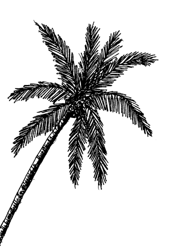 set of palm tree Tropical palm trees, black silhouettes backgrou