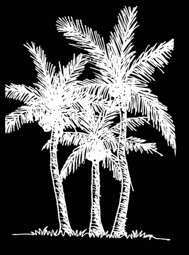 set of palm tree Tropical palm trees, black silhouettes backgrou