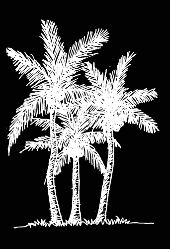 set of palm tree Tropical palm trees, black silhouettes backgrou