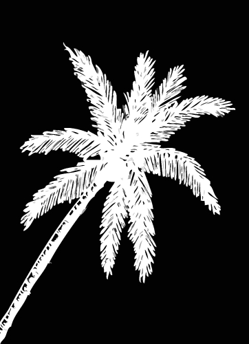 set of palm tree Tropical palm trees, black silhouettes backgrou