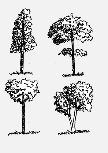 Set of trees with leaves