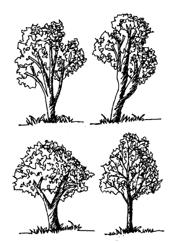 Set of trees with leaves