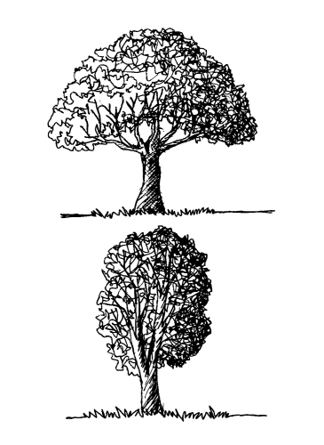 Set of trees with leaves