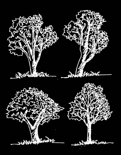 Set of trees with leaves