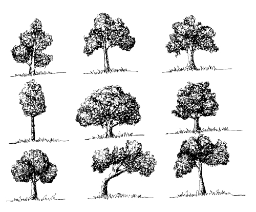 Set of trees with leaves