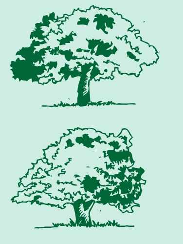 Set of trees with leaves