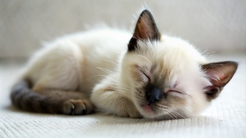Siamese cat cute kitten sleeping 26feb24 (11)