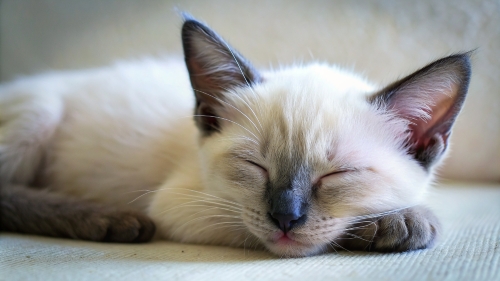 Siamese cat cute kitten sleeping 26feb24 (2)
