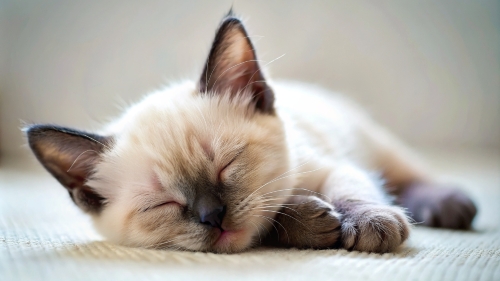 Siamese cat cute kitten sleeping 26feb24 (3)