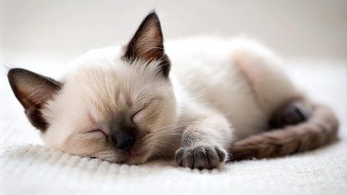 Siamese cat cute kitten sleeping 26feb24 (5)