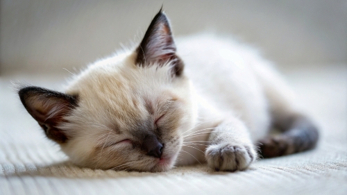 Siamese cat cute kitten sleeping 26feb24 (6)