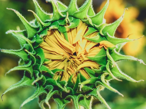 Sunflower Field