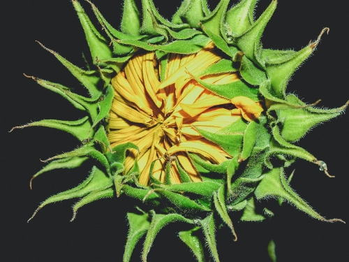 Sunflower Field