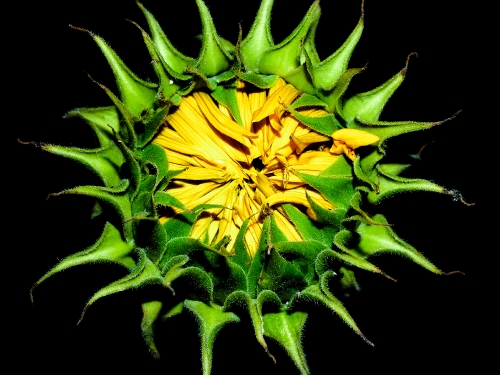 Sunflower Field