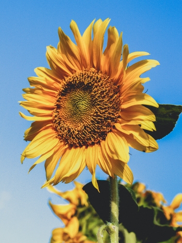 Sunflower Field