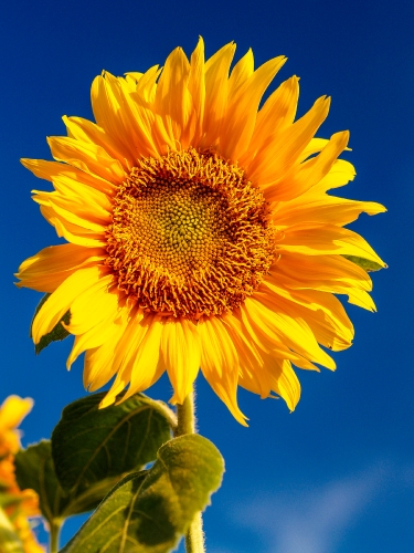 Sunflower Field