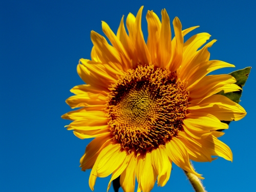 Sunflower Field