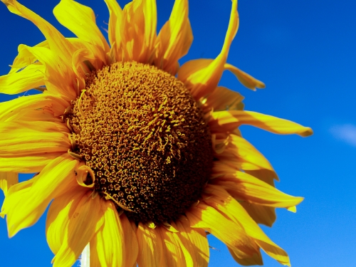 Sunflower Field