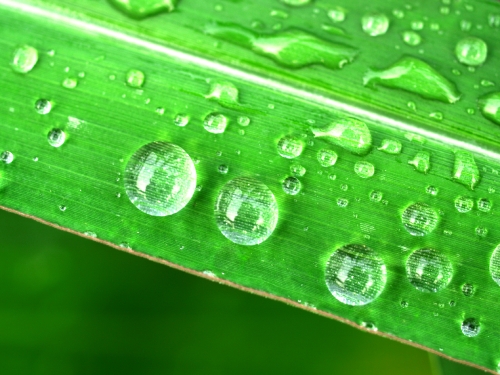 Water Drop On Leaf 