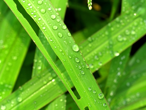 Water Drop On Leaf 