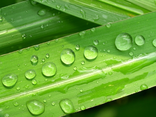 Water Drop On Leaf 