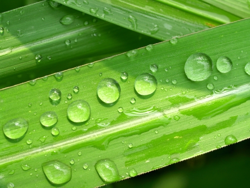 Water Drop On Leaf 