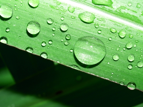 Water Drop On Leaf 